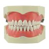 GDC Jaw Set Columbia Type & Teeth