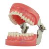 GDC Jaw Set N-Type & Teeth